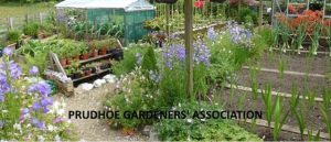 Prudhoe Allotments